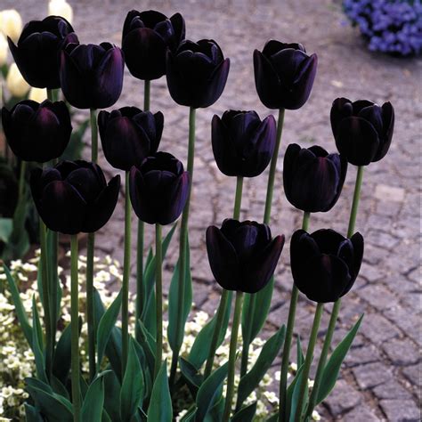 Black Tulip Collection | Express Garden Shop