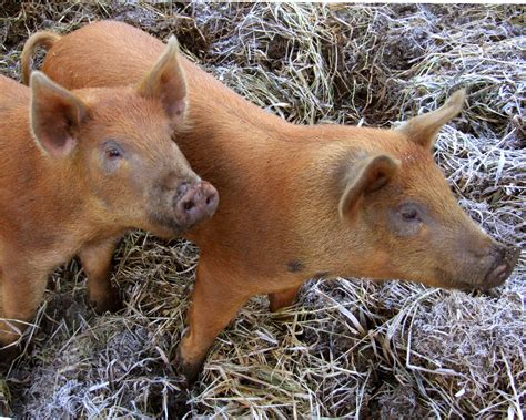 Tamworth Pig - The Livestock Conservancy