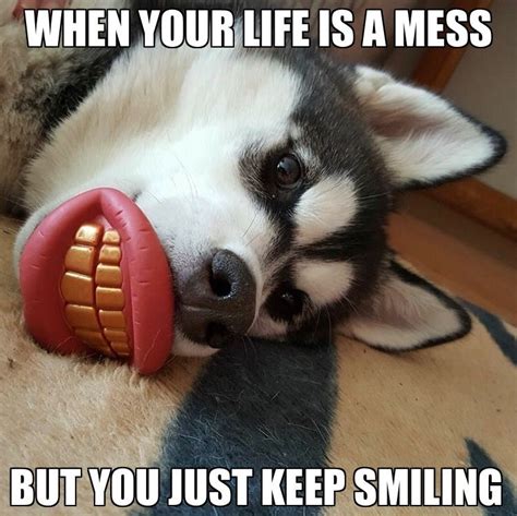 Keep. Smiling. | Siberian husky, Husky dogs, Husky memes