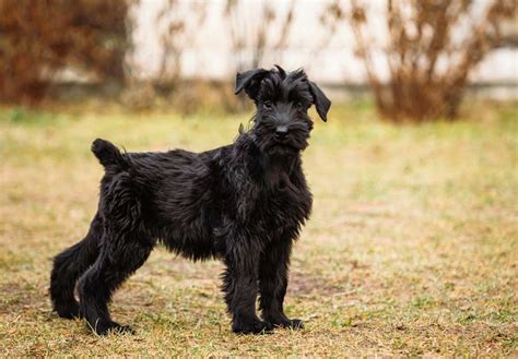 Five Adorable Videos of Giant Schnauzer Puppies