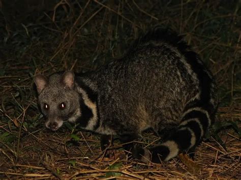 Large Indian Civet - Facts, Diet, Habitat & Pictures on Animalia.bio