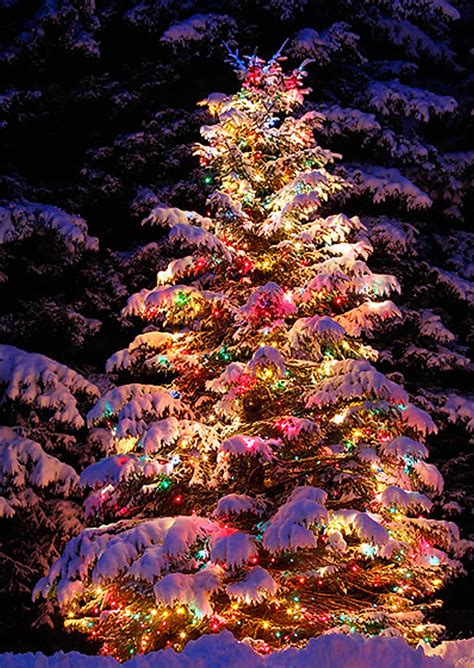 22 Best Outdoor Christmas Tree Decorations and Designs for 2021