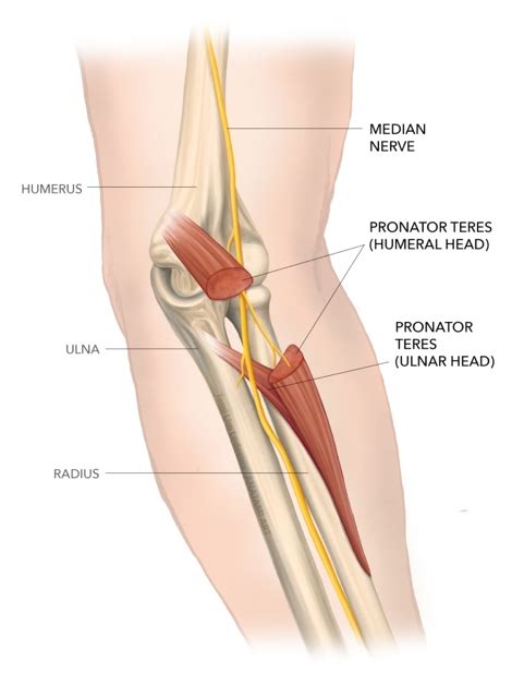 Sports Injury Bulletin - Anatomy - Pronator teres: the carpal tunnel ...