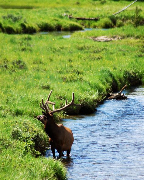 welcome, ghosts: colorado wildlife shoot.