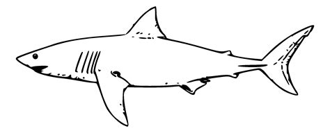 Great White Shark Outline Drawing | Free download on ClipArtMag