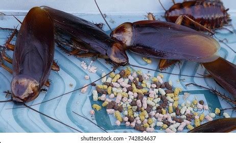 3,347 Eat cockroaches Images, Stock Photos & Vectors | Shutterstock