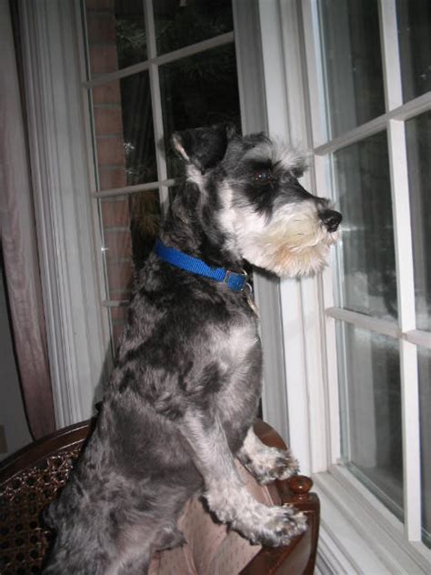 File:Miniature Schnauzer watchdog.jpg - Wikipedia