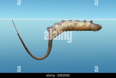 Eristalis tenax, drone-fly larvae Stock Photo - Alamy