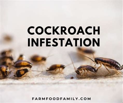 Cockroach Infestation- Signs, Health Impact, Treatment, and More…