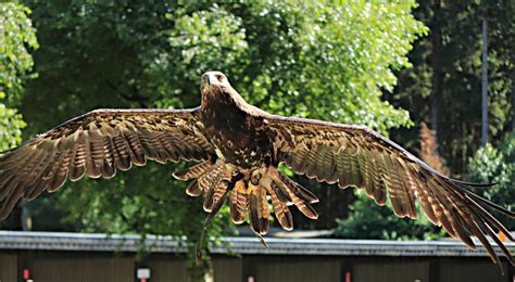 Free Images : wing, wildlife, eagle, hawk, fauna, raptor, bird of prey, birds, vertebrate ...