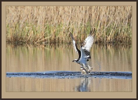 Osprey fishing | I always find this a heart-stopping thrill.… | Flickr