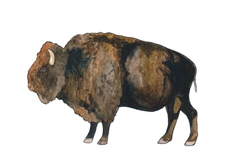 Original 5x7 Watercolor Buffalo Painting