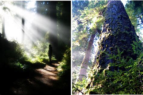 STAY & PLAY: Hiking Lake Quinault on Washington’s Olympic Peninsula ...