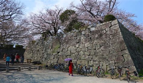 Cherry Blossoms at the Fukuoka Castle Ruins - Up in the Nusair