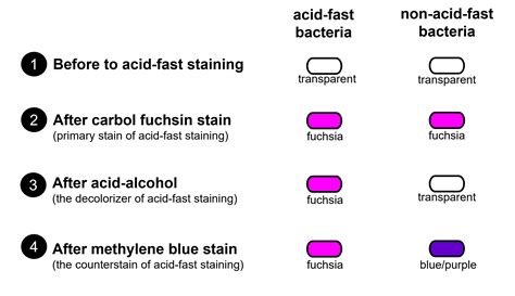 Differential Staining Gram Staining Acid Fast Stainin - vrogue.co