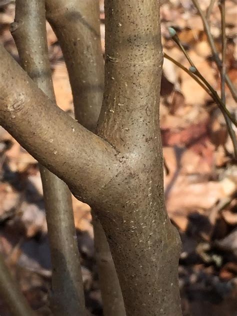 Identifying Trees by Their Bark | Master Gardeners of Northern Virginia