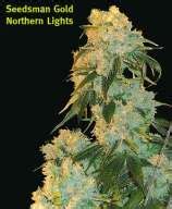 Northern Lights (Seedsman) :: Cannabis Strain Info