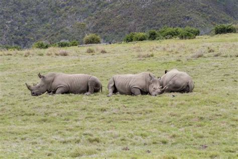 From Cape Town: South African Wildlife and Safari 2-Day Tour | GetYourGuide