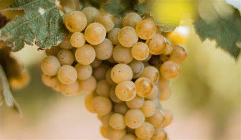 A Quick Guide to Pecorino Wine | The Italian On Tour - Small Group ...