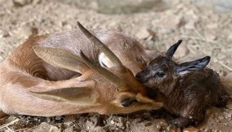 Arabian Gazelle gives birth to fawn - Times of Oman