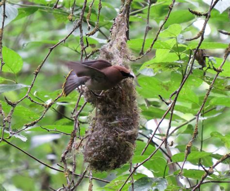 Cedar Waxwing | John Rakestraw