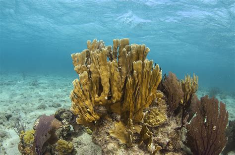 How does Caribbean fire coral thrive as others vanish? | Science | AAAS