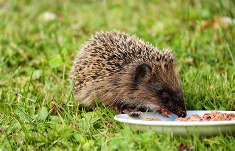 Ten simple ways to help hedgehogs | Scottish Wildlife Trust