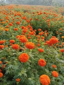 Puspita Puspita_Nursery Marigold Flower Seed Orange Color African Variety Best Quality For ...