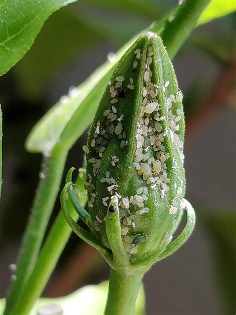 Are these mealy bugs? Always seems to attack only the flower buds of ...