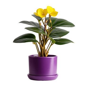 Simple Aesthetic Yellow Flower Houseplant In Purple Pot, Indoor, Houseplant, House PNG ...