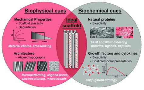 The role of biophysical and biochemical cues in designing biomaterials... | Download Scientific ...