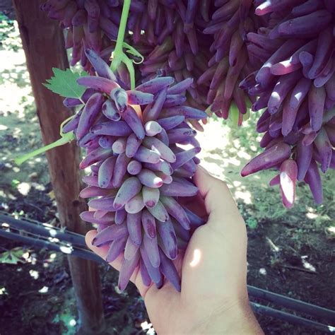 Can You Grow Grapes Indoors