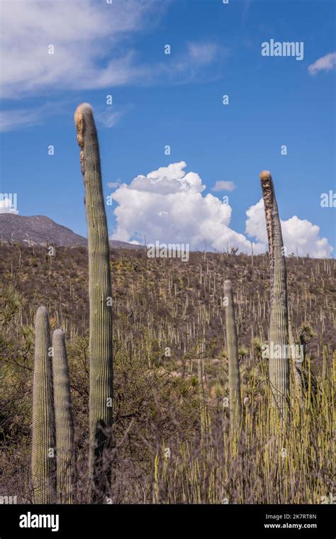 Landscape with cacti at the Tehuacan-Cuicatlan Biosphere Reserve (UNESCO World Heritage Site ...