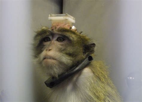 Over 400,000 experiments carried out on animals in Israel last year ...