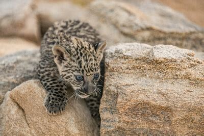 ROYAL COMMISSION FOR ALULA'S ARABIAN LEOPARD CONSERVATION BREEDING PROGRAMME WELCOMES SEVEN NEW CUBS