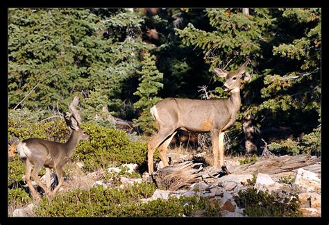 Bryce Canyon Wildlife | Flickr - Photo Sharing!