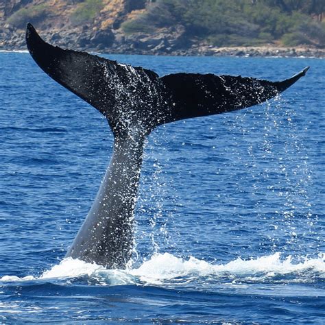 Humpback Whale's / Off the coast of New Zealand, humpback whales sing karaoke ...