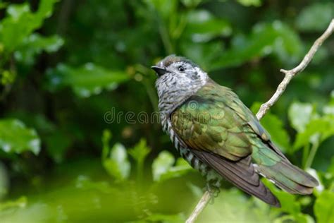 Shining Bronze Cuckoo on Migration To New Zealand Stock Photo - Image of colourful, lucidus ...