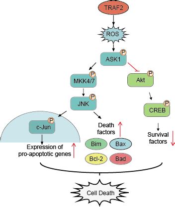 JNK Signaling Pathway - Creative Diagnostics