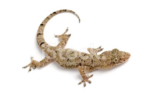 Common House Gecko Stock Photo | Royalty-Free | FreeImages