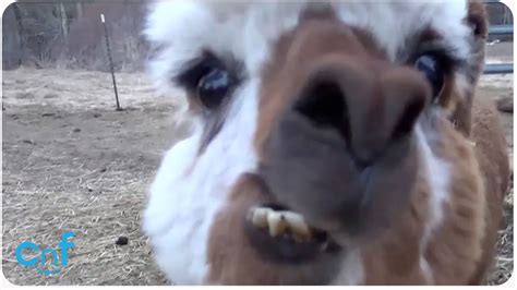 HILARIOUS Alpaca Spits on Camera - YouTube