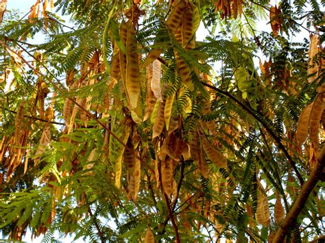 Albizia Julibrissin Seed Pod | Flickr - Photo Sharing!