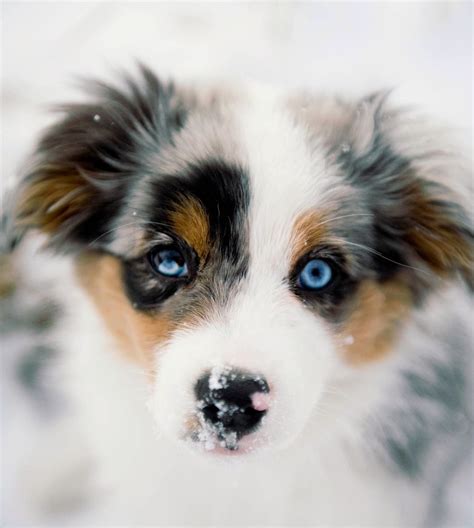 Pin by Gerlinde Schörgendorfer on Baby Blue | Aussie dogs, Beautiful dogs, Puppies