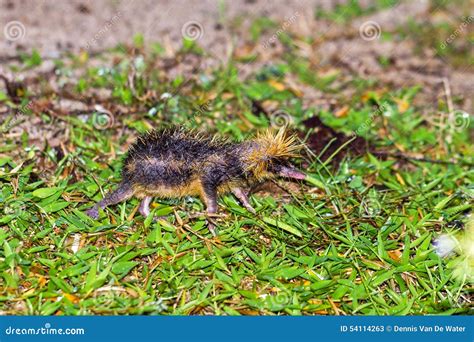 The Lowland Streaked Tenrec Stock Image - Image of jungle, rainforest: 54114263