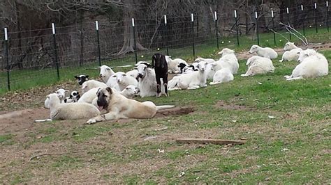 Turkish Boz Shepherd — Natural Born Guardians