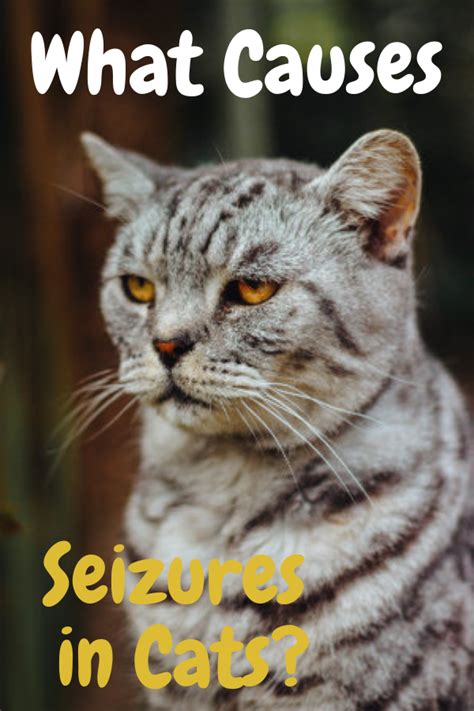 What Causes Seizures in Cats? Tabby cat, cute cat, grey cat, cats love, cats tabby, cute cats ...