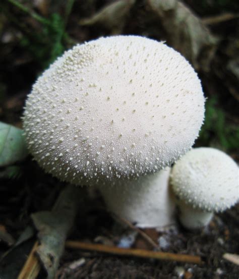 Puffballs – Identification, Distribution, Edibility – Galloway Wild Foods