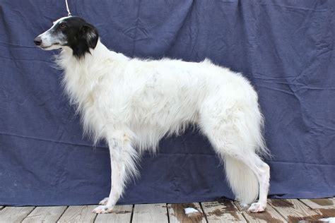 Silken Windhound Puppies - Puppy Dog Gallery