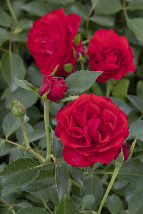 Nitty Gritty Red Rose - Pahl's Market - Apple Valley, MN