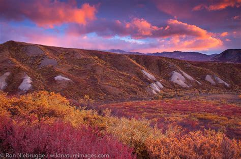 Autumn Sunset | Denali National Park, Alaska. | Photos by Ron Niebrugge